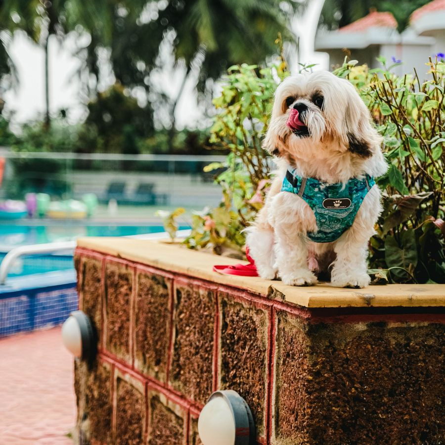 A dog-friendly vacation at Heritage Village Resorts &amp; Spa, Goa, highlighting its pet-friendly amenities.